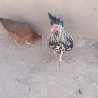 خروس|حیوانات مزرعه|قوچان, |دیوار