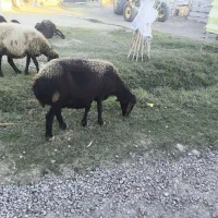 گوسفند ماده باردار|حیوانات مزرعه|گمیشان, |دیوار