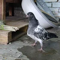 جوجه دست چین و دستی