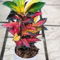 جشنواره ویژه بهاره گلکده گنبد