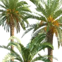 نهال درخت خرما