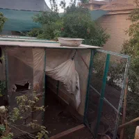 قفس مرغ وکفتر و