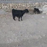 فروشیکعددبز