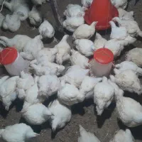 مرغ زنده