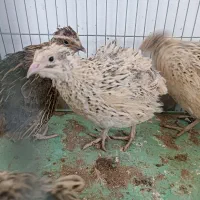 10 قطعه بلدرچین خانگی تخم گذار بدلیل جابجایی