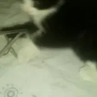 بچه گربه 2ماهشه