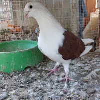 کفتر جفتی|پرنده|کیش, |دیوار