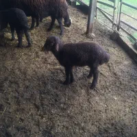 دوعدد بره خوراک خور|حیوانات مزرعه|گرگان, |دیوار