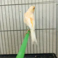 قناری ماده ۳ عدد آماده(جفت نخورده)