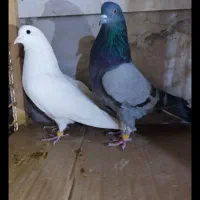 کبوتر|پرنده|نشتارود, |دیوار