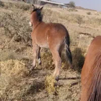 قاطر نر ۵ماهه|حیوانات مزرعه|بانه, |دیوار