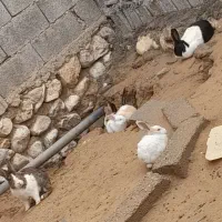 خرگوش بزرگ دونی 350تومن خرگوش کوچک دونی 450