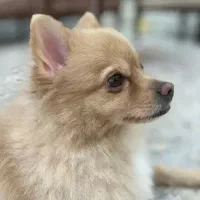 پامرین سفید قهوه ای