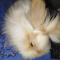 خرگوش لپی|موش و خرگوش|مشهد, انقلاب|دیوار