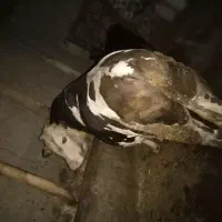 گاو نر خوشگل خوش تیپ گوشتی