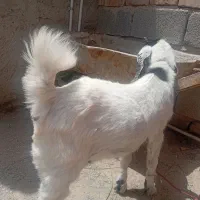 بزغاله ماده 5ماه فروشی