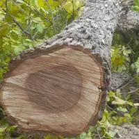 هرس حرفه ایی چوب و خرید|خدمات باغبانی و درختکاری|گلپایگان, |دیوار