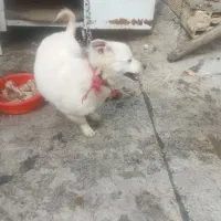 توله سرابی۷ماهه