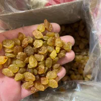 کشمش علیرضا|عمده‌فروشی|تاکستان, |دیوار