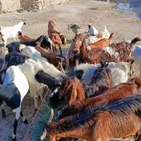 یک گله بز نجدی|حیوانات مزرعه|اهواز, غیزانیه|دیوار