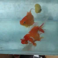 یک عدد ماهی گلفیش و سه عدد هدیه|ماهی|قزوین, |دیوار