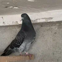 کفتر های پروازی|پرنده|رشت, آتشگاه|دیوار