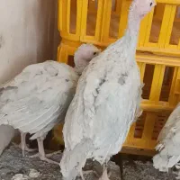 بوقلمون اسلیت