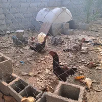 مرغ وخروس|حیوانات مزرعه|قشم, |دیوار