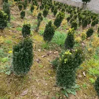 شمشاد توپی درجه یک