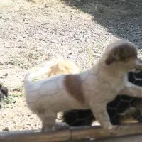 تول ۴ ماهه|سگ|ملایر, |دیوار