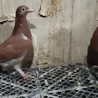 کبوتر پلاکی|پرنده|شاهین‌شهر, ۹ دی|دیوار