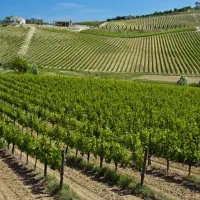 باغ در صالح آباد