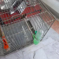 سهره ۳سال قفس