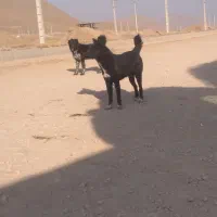 نرولاس گله ای بشرط لاس یکساله نردوساله