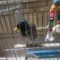 مرغ مینا سخنگو|پرنده|گراش, |دیوار