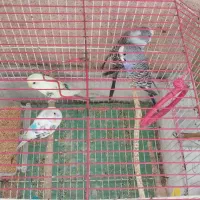 مرغ عشق|پرنده|قم, پردیسان|دیوار