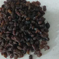 کشمش بیدانه ی آفتابی