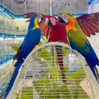 طوطی ماکائو کاکادو