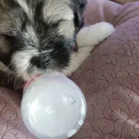 واگذاری سگ باردار|سگ|اصفهان, آهنگران|دیوار