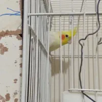 عروس هلندی نر|پرنده|زاهدان, |دیوار