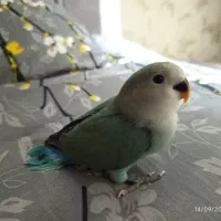 جوجه ی کوتوله برزیلی