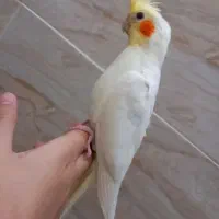 عروس هلندی لوتینو|پرنده|مهریز, |دیوار