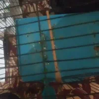 قناری باغی