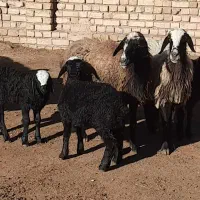 4 راس میش بره دار قیمت مناسب برها همگی خرج خور