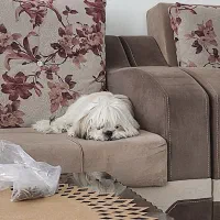 سگ شیتزو مالتیز ماده گم شده|حیوانات|تبریز, |دیوار