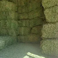 یونجه یا گیاه باغ