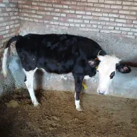 گوساله سیمینتال ماده