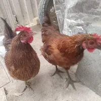 مرغ