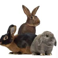 خرگوش  نر بزرگ