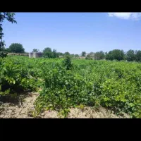 باغ انگوری در سنگ آباد